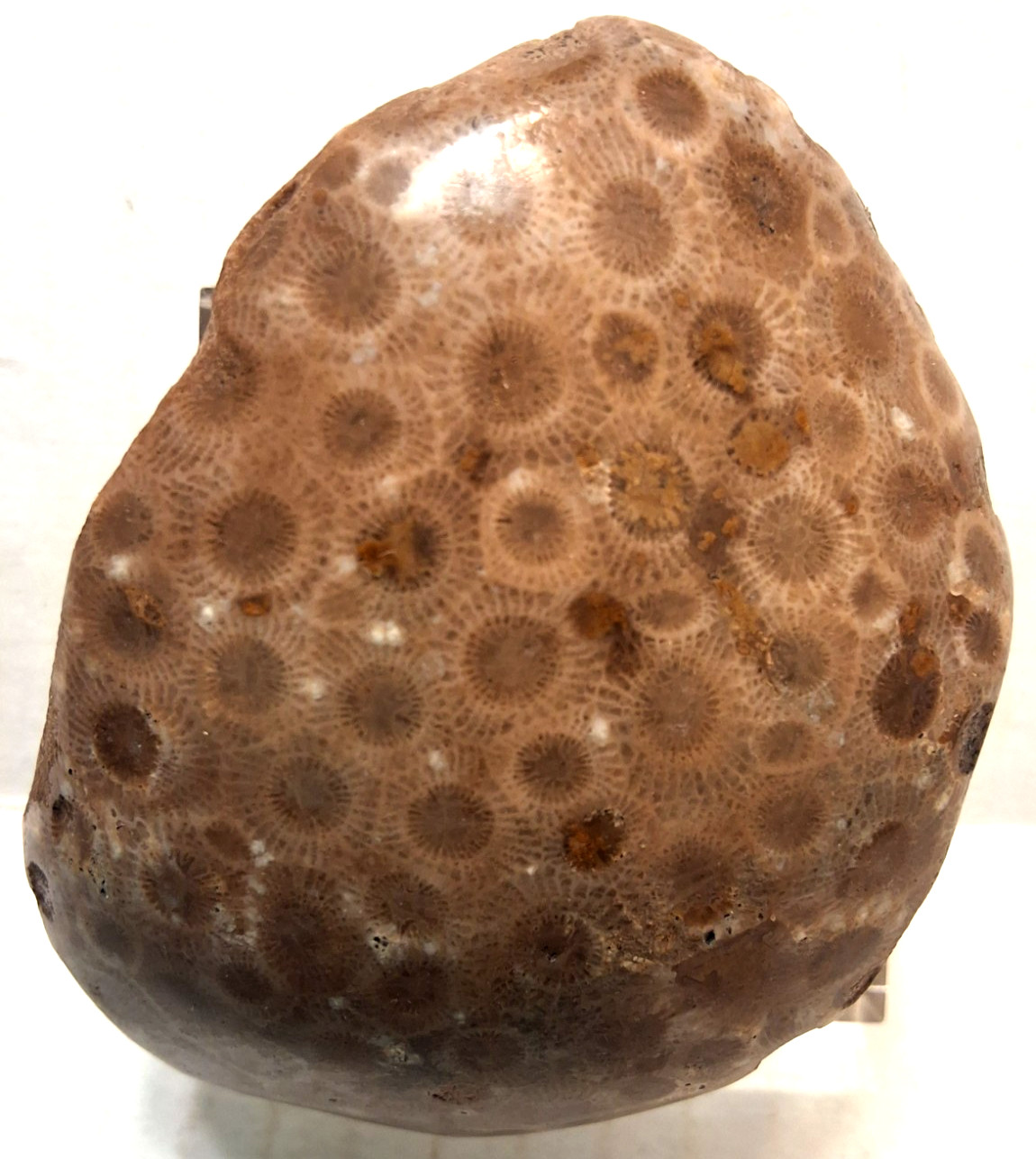 PETOSKEY ROCK MOUNTED ON ACRYLIC STAND PAPERWEIGHT