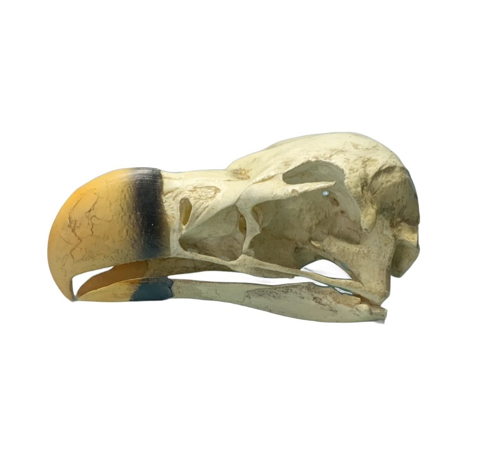 Lappet-Faced Vulture Skull Replica