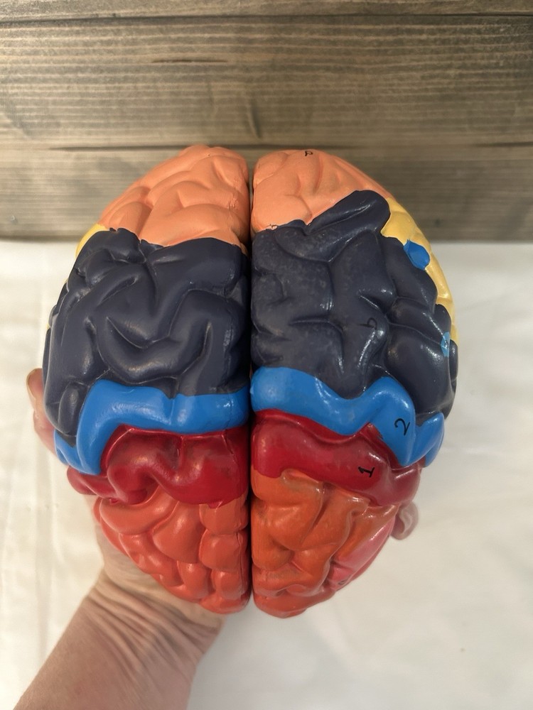 Teaching Model of Colorful Brain Structure Anatomy Model - Numbered Structure