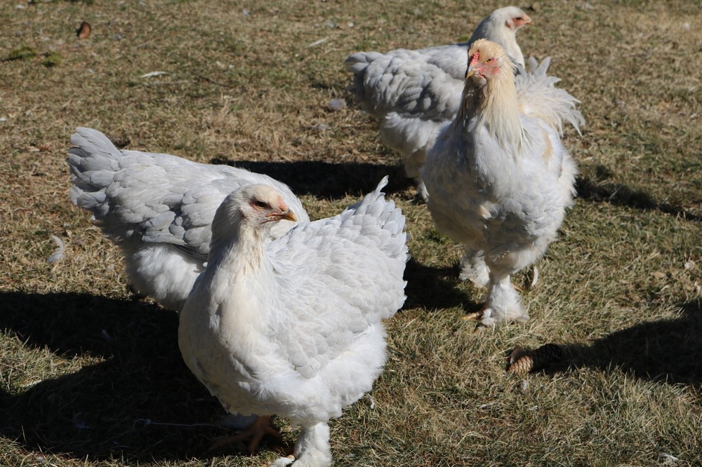 12+ Isabel Large Breed Brahma Hatching Eggs