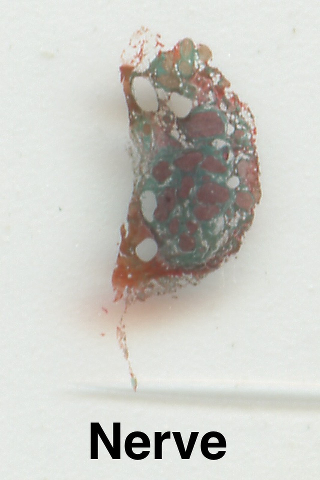 MAMMAL HISTOLOGY Microscope Slides set ORGAN SYSTEMS ANATOMY in wooden case