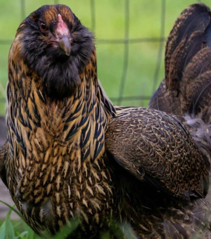 Easter Egger 12+ hatching eggs