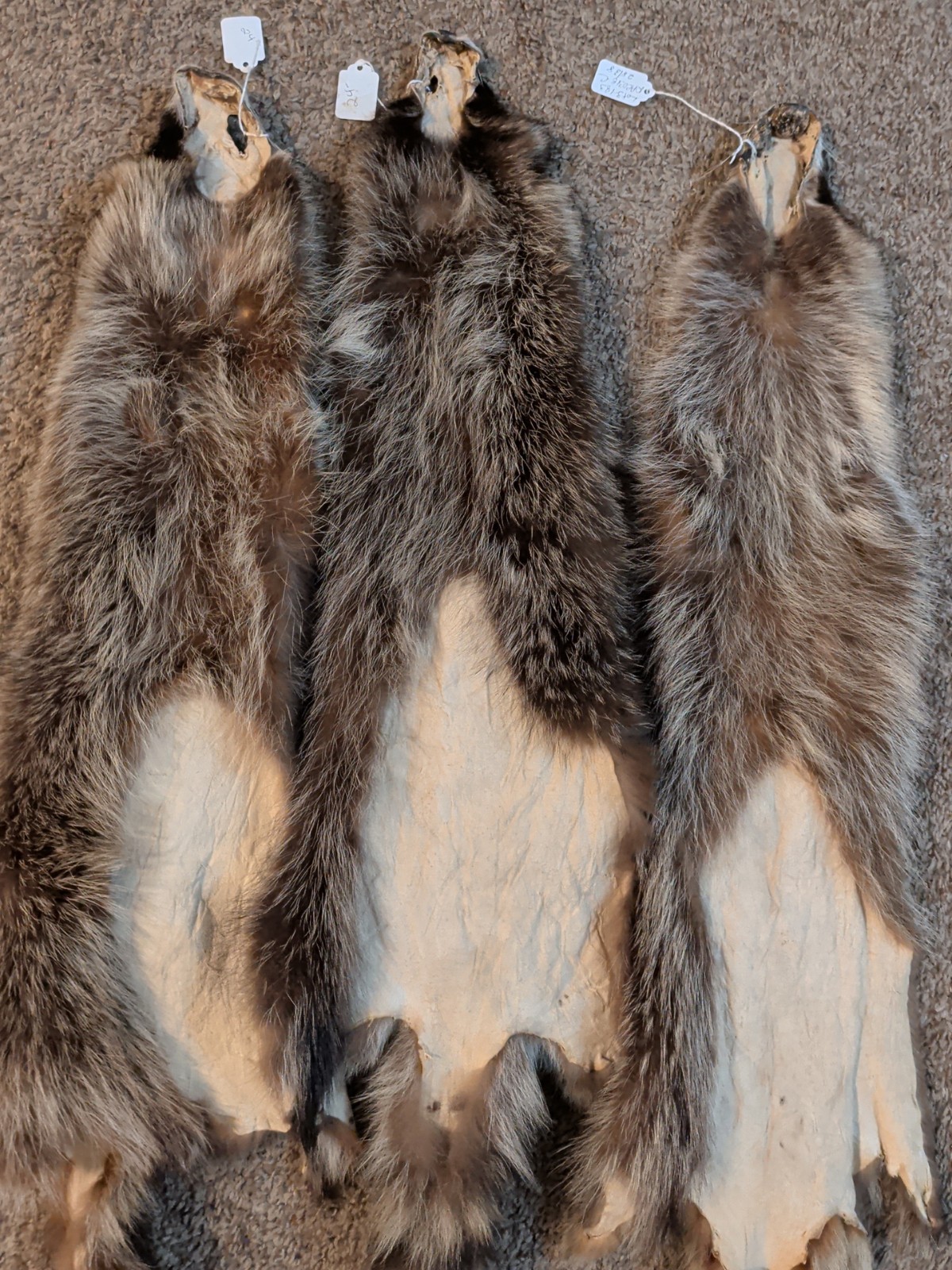Newly Tanned Wild Large Racoon pelts~Country Fur Cabin Craft Fur~NICE! Soft!!