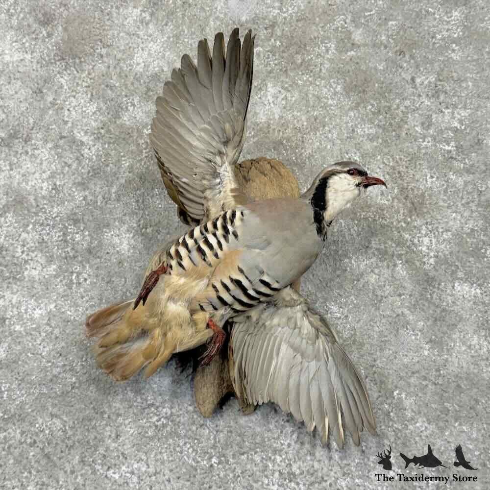 #31705 N | Chukar Partridge Life Size Taxidermy Bird Mount For Sale