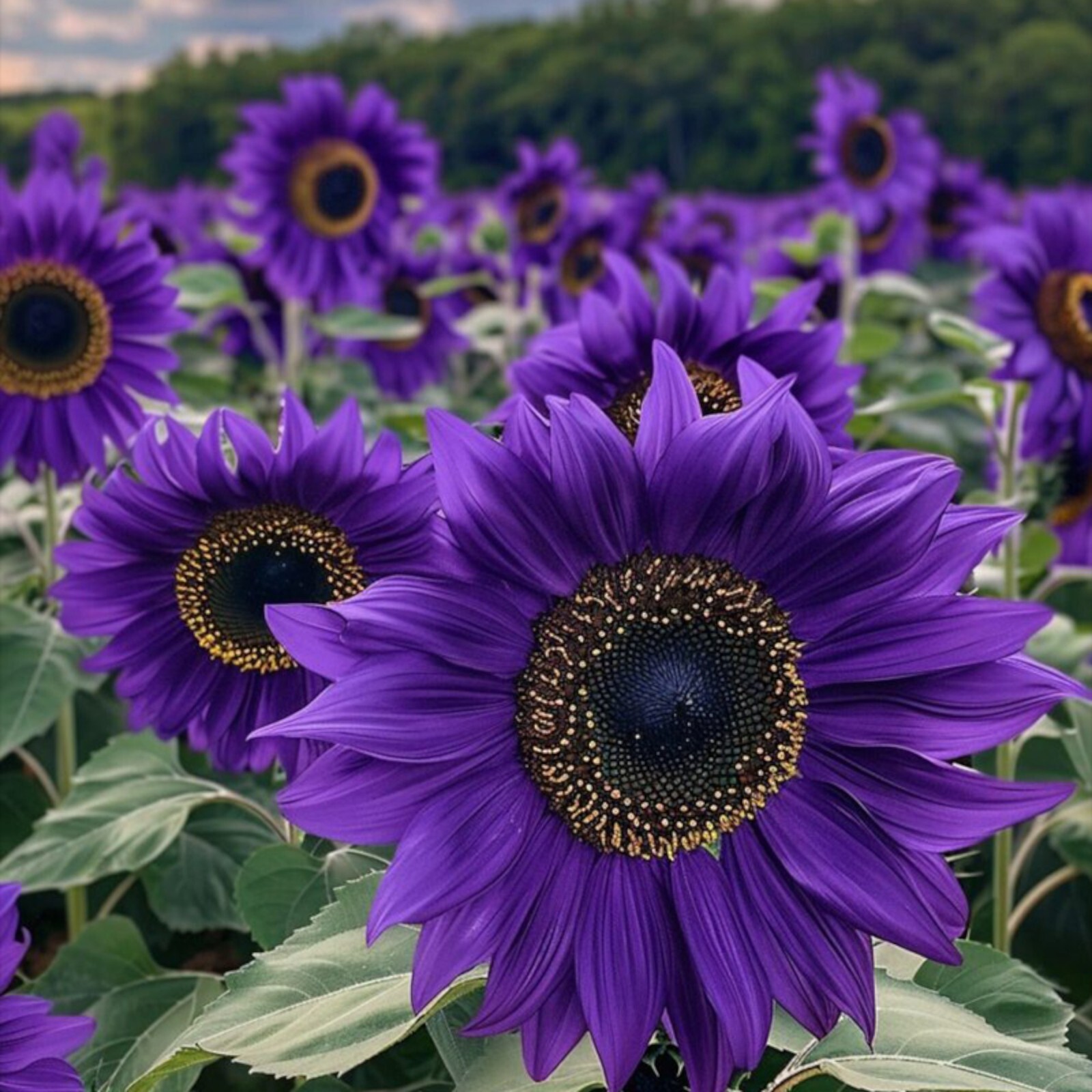 50pcs ‘Violet Majesty’ Purple Sunflower Seeds – Rare Heirloom Variety for Garden