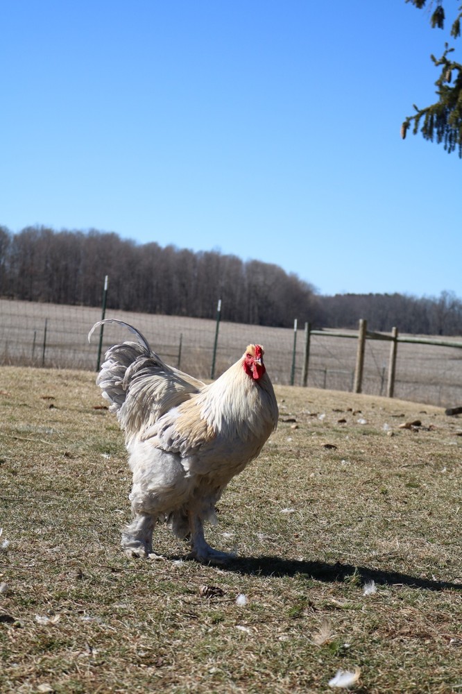 6+ Isabel Large Breed Brahma Hatching Eggs