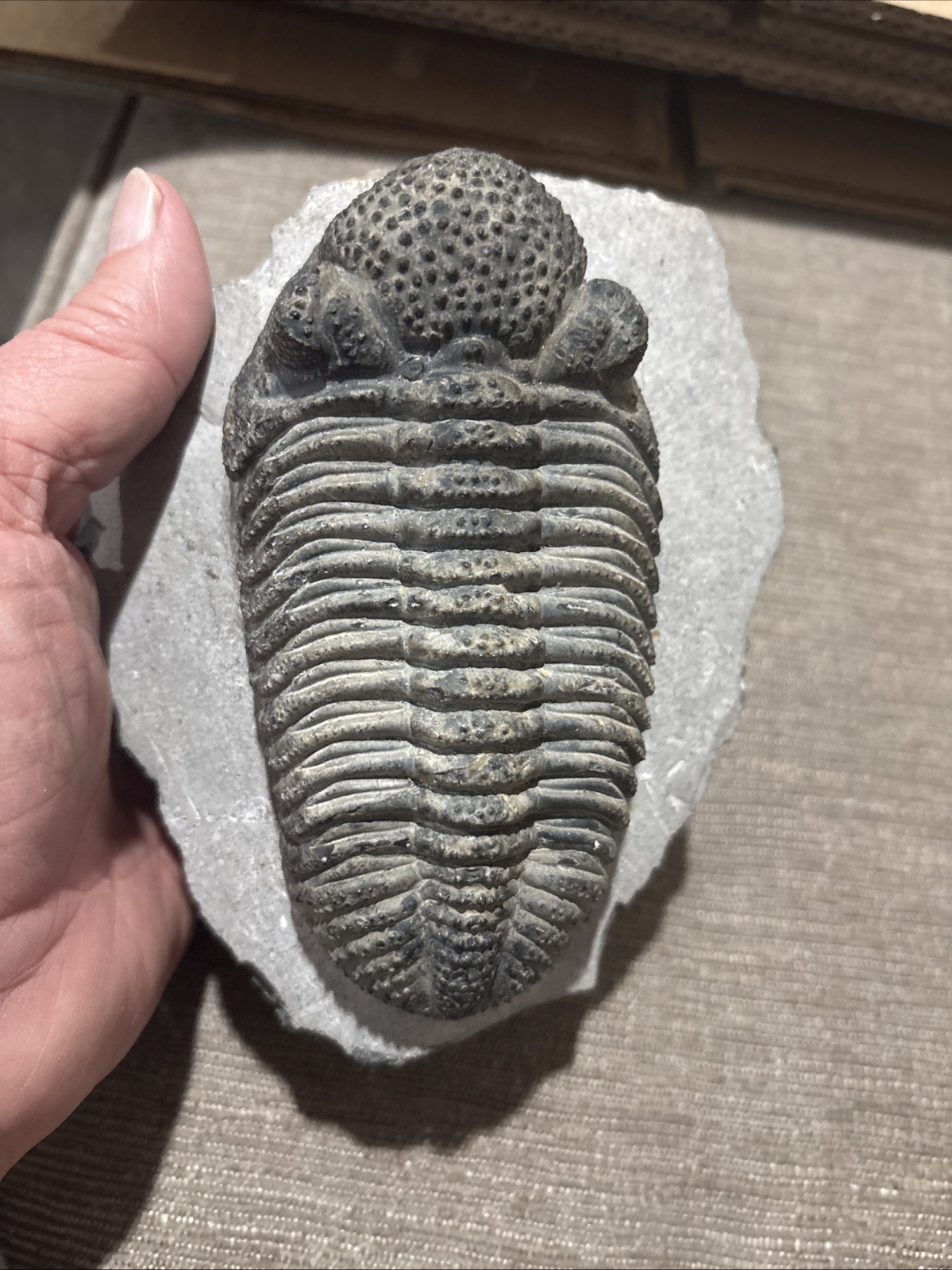 Very Nice 5 1/4 Inches Drotops Laid Out Nice Pretty Piece Devonian