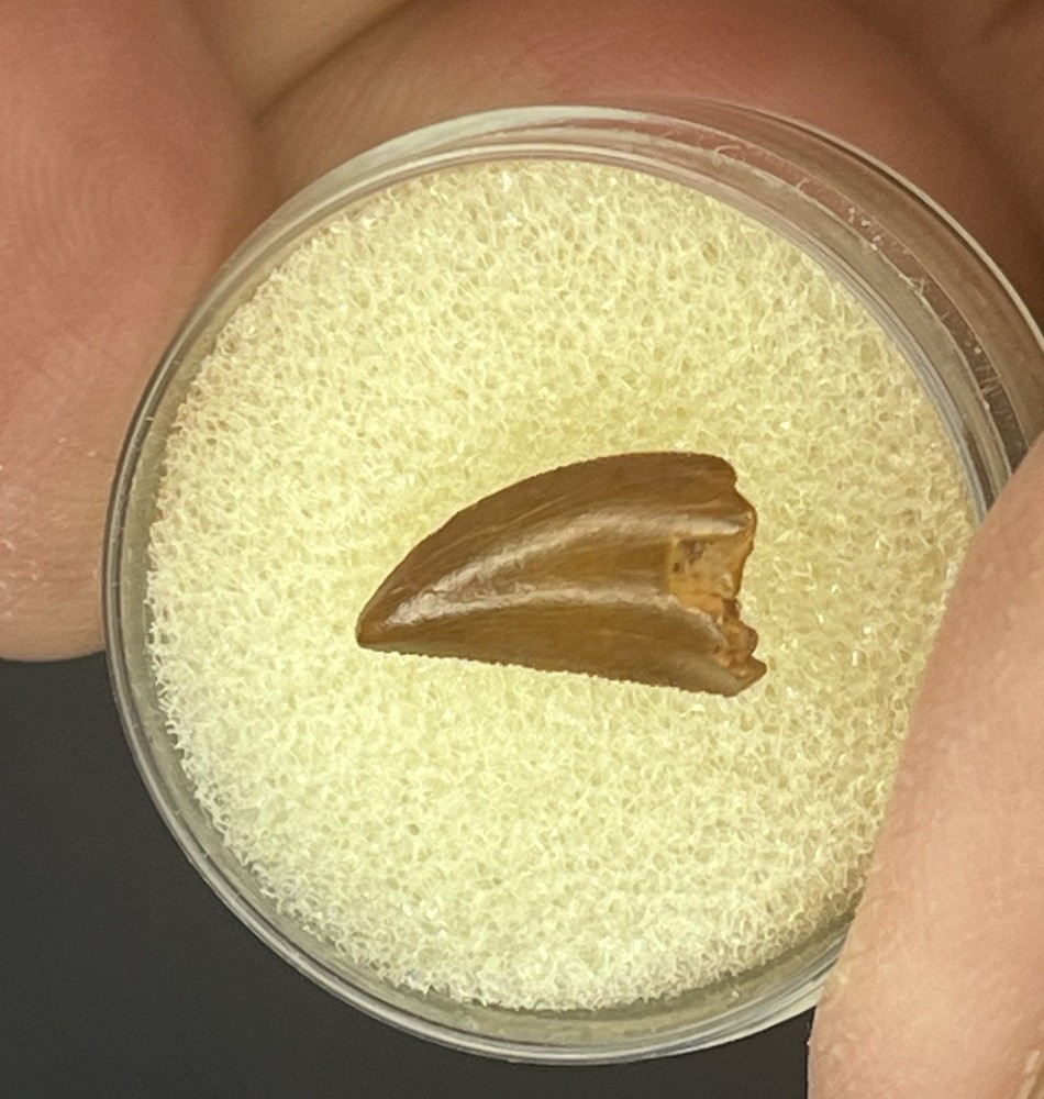 Abelisaur Tooth