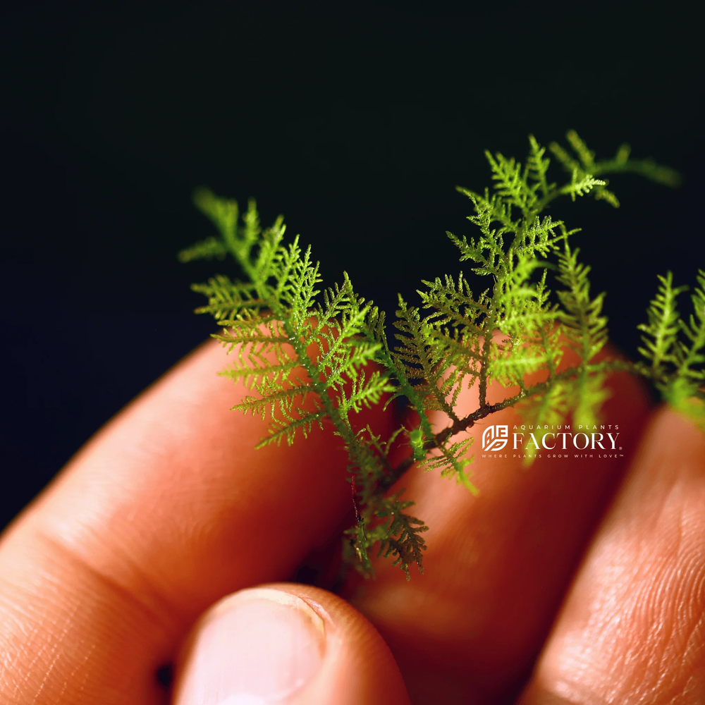 Snowflake Moss | Aquarium Plants Factory®