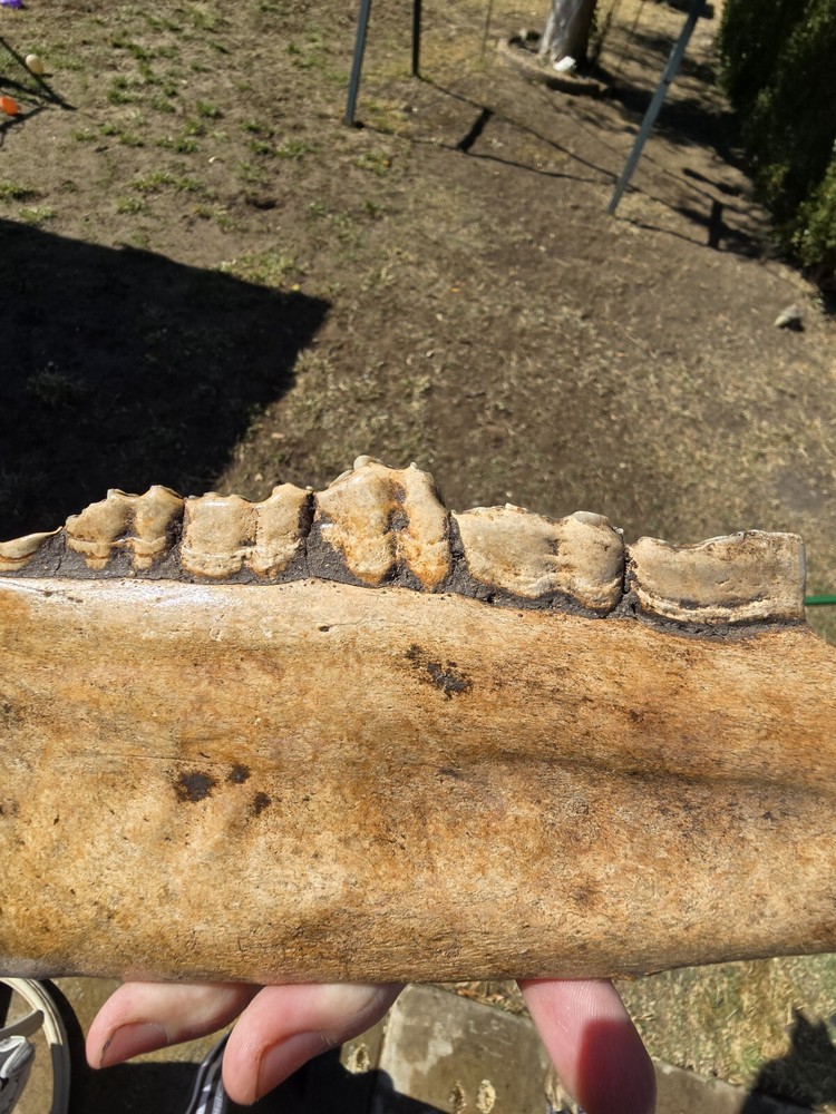 Nice Horse Jaw !
