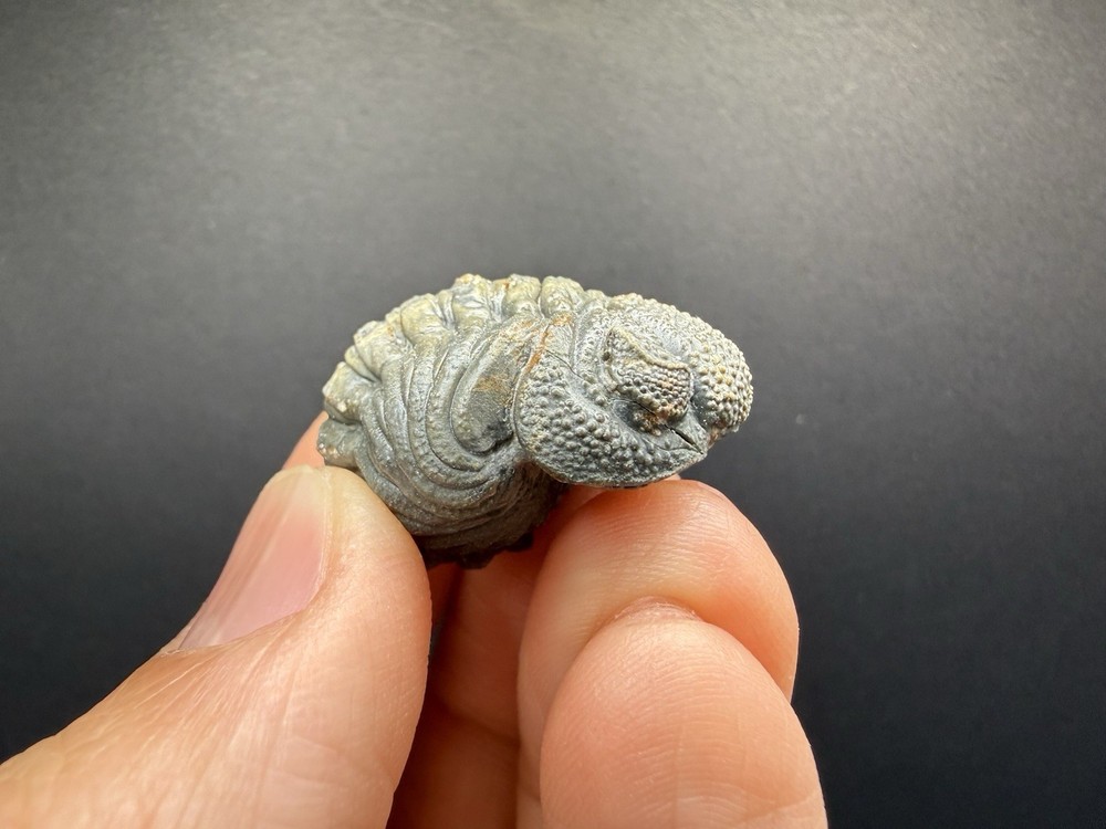 Enrolled Moroccops Trilobite
