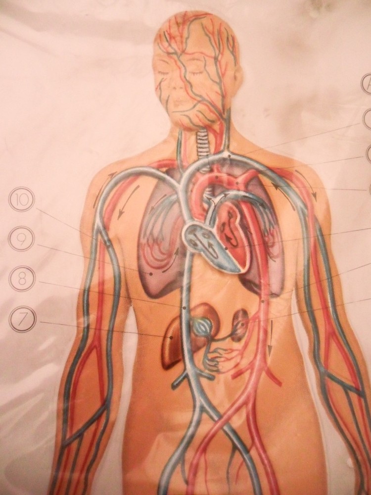 3D Anatomical Model Human Body Circulatory System Nova Rico