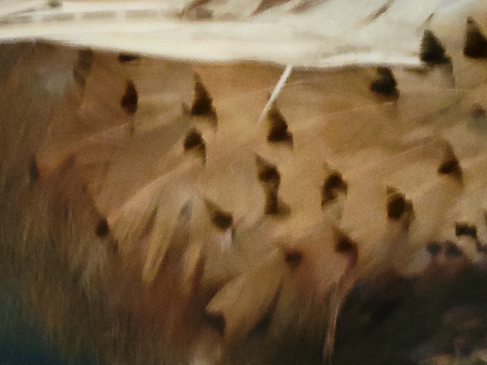 Female Hen Ringneck Pheasant Hen Taxidermy Mounted Plack/ Beautiful 😍 Colors