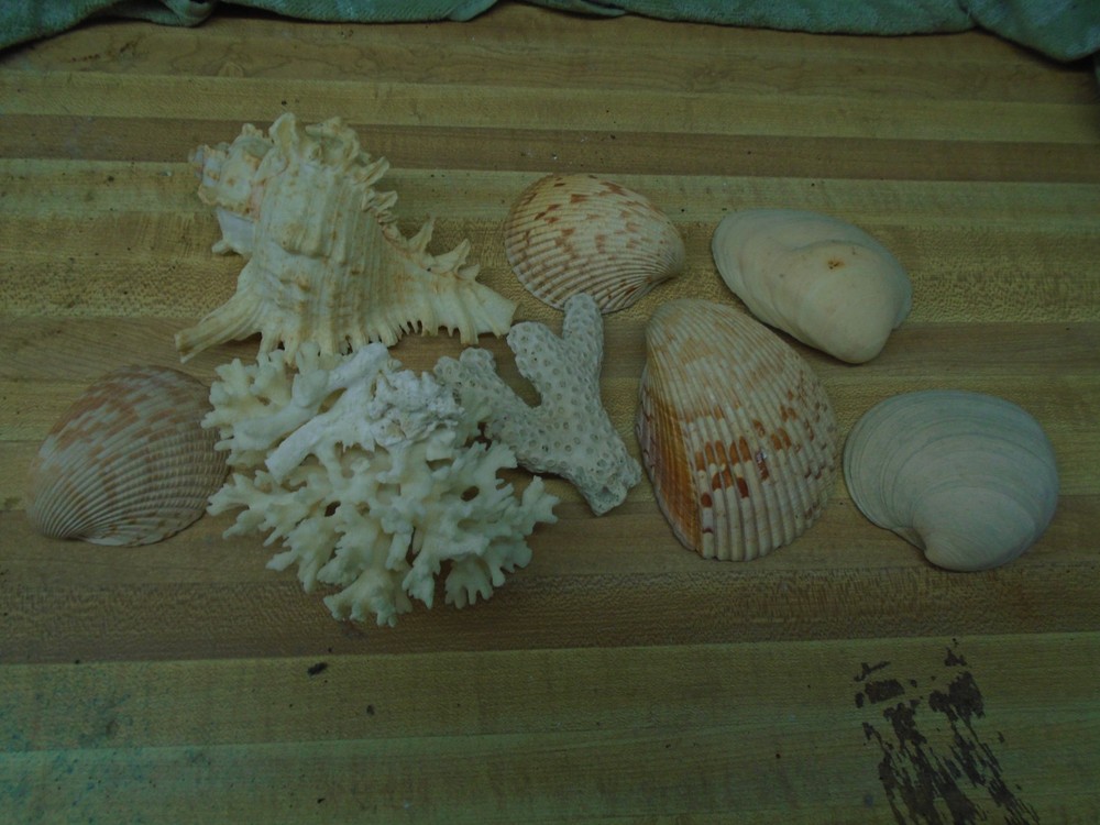 THIRTY EIGHT ASSORTED SEA SHELLS