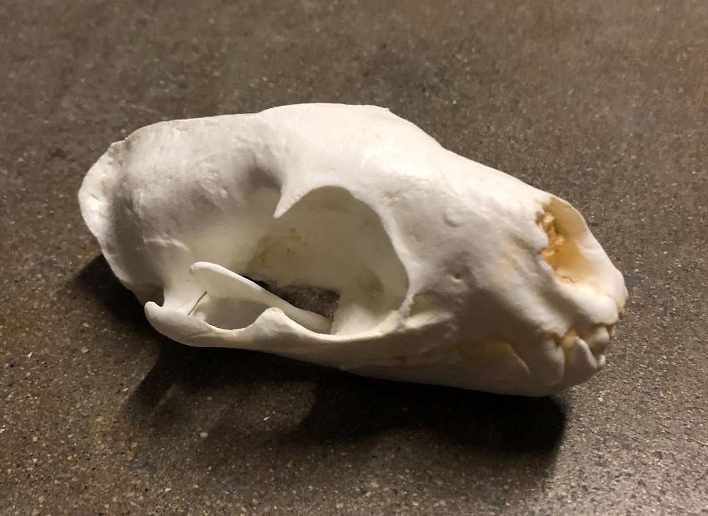 FOSSA SKULL  REPLICA
