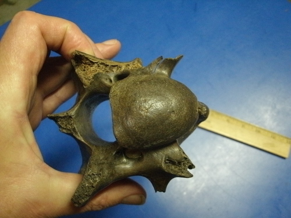 FOSSIL BISON VERTEBRA FROM KANSAS