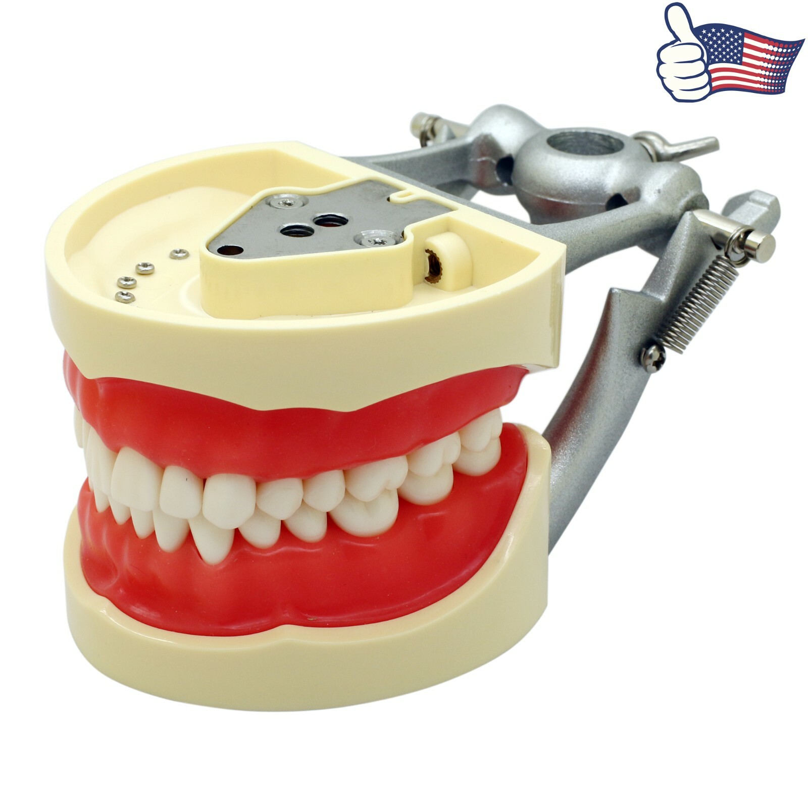 US Kilgore Nissin 200 Type Dental Typodont Model 32pcs Removable Teeth