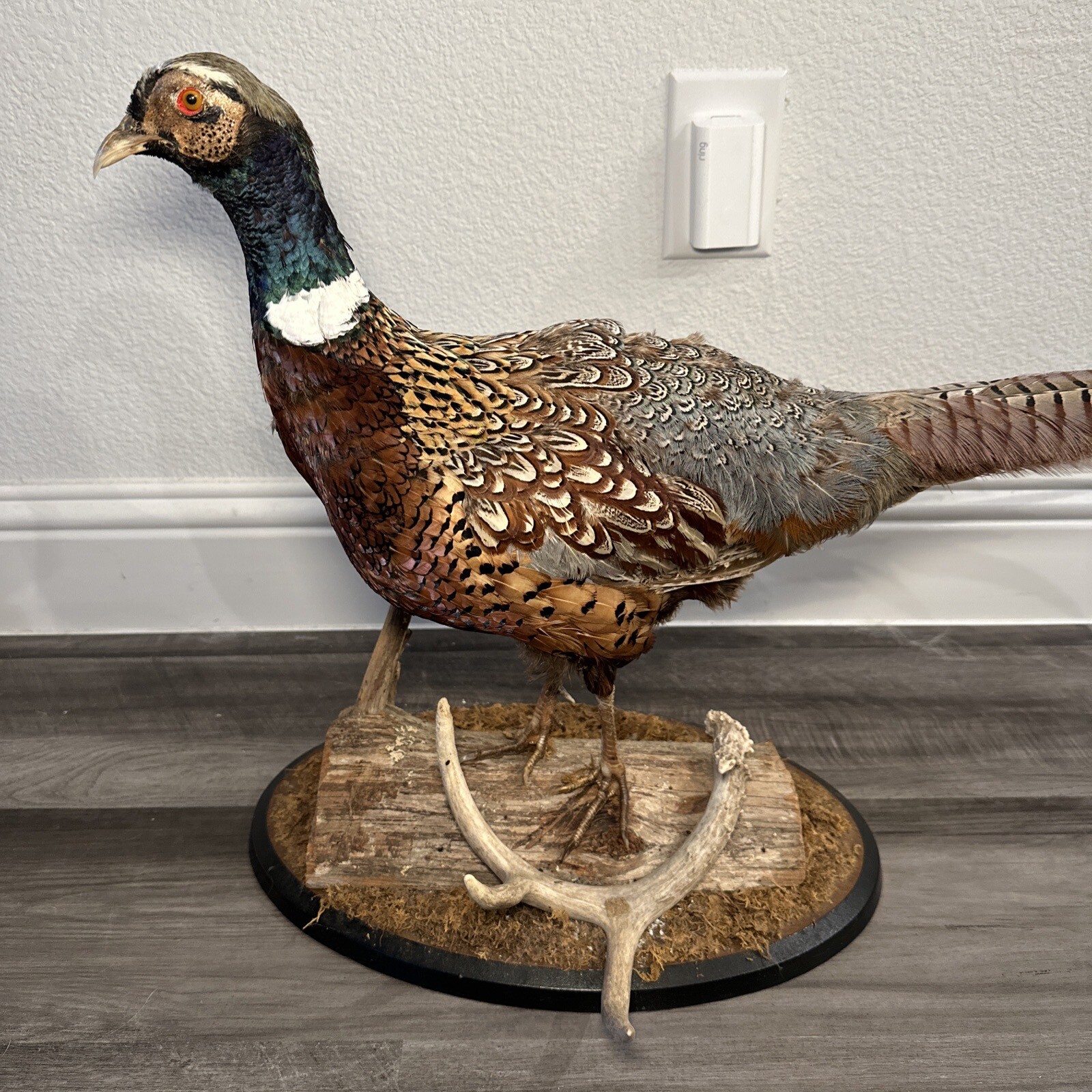 Pheasant Ring Neck Taxidermy Table / Shelf Display Mount