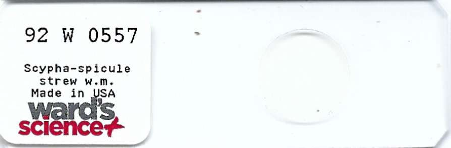 Scypha (Grantia) Spicules Strew Microscope Slide