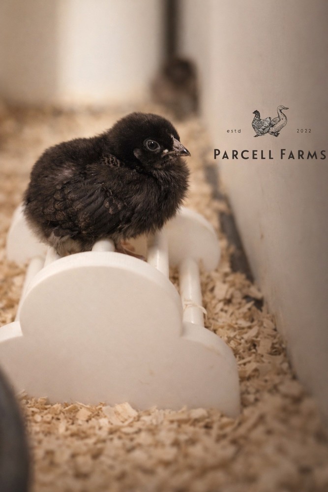 Parcell Farms Chicken Roosting Bar | Multiple Training Heights | Brooder Tool