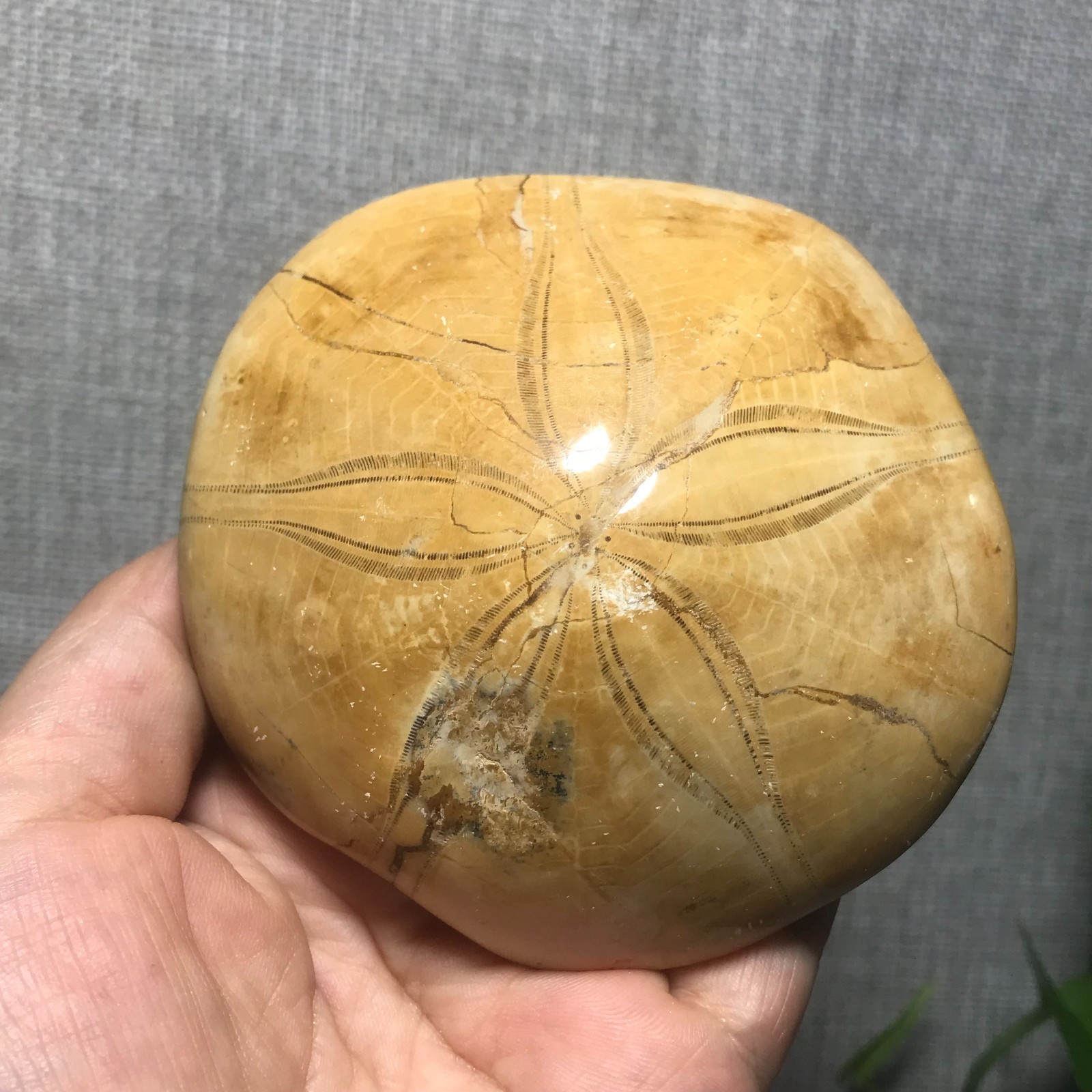 226g Starfish Crystal Specimen 01