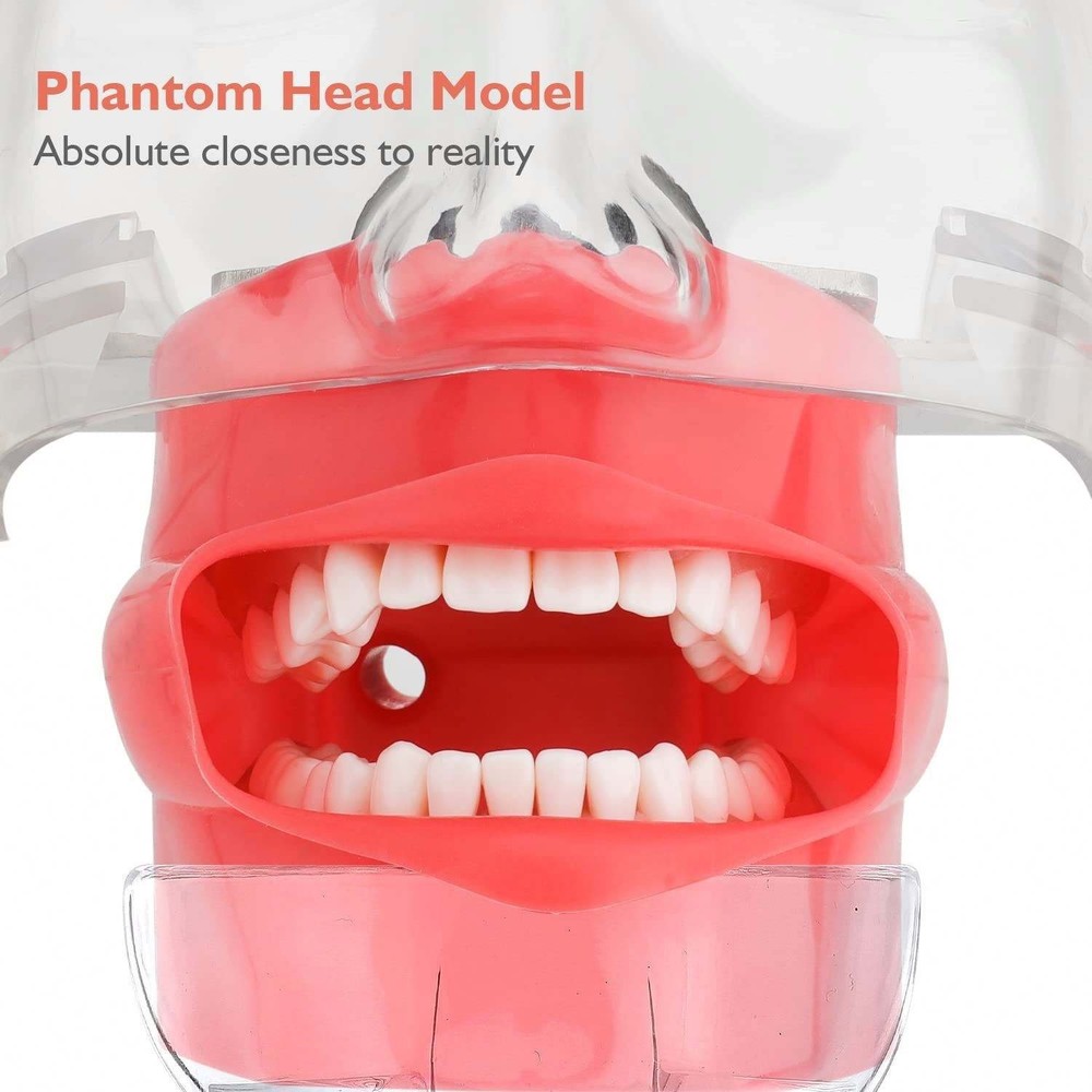 Dental Simulator Mannequin Head Teeth Model Teaching Practicing Head Mold US