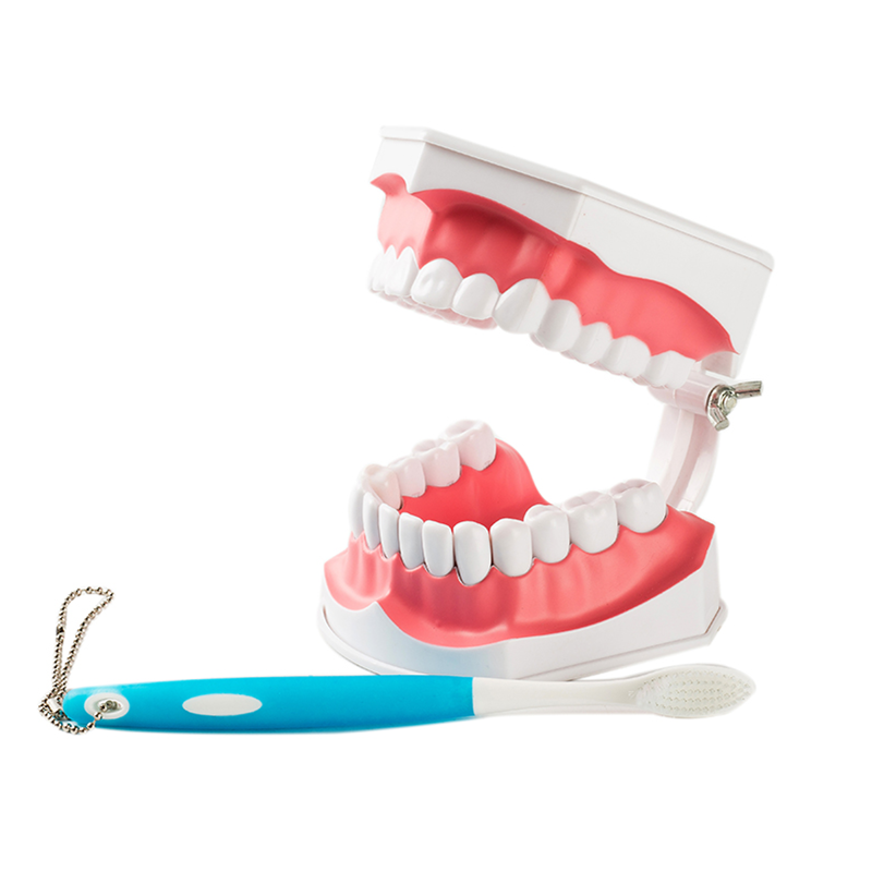 3 Pcs Dental Teaching Demonstration 2 Times Model With Removable Teeth&Toothbrus