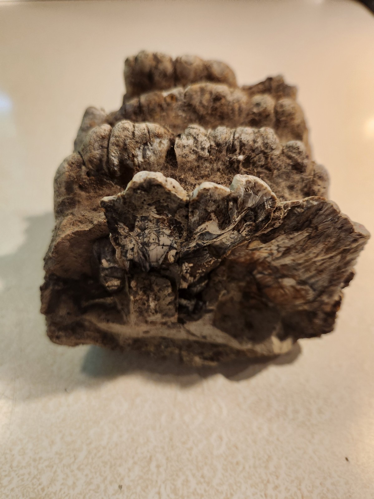 Ammonite Stegodon Partial Fossil Molar Java Indonesia 4x4x4 Inches