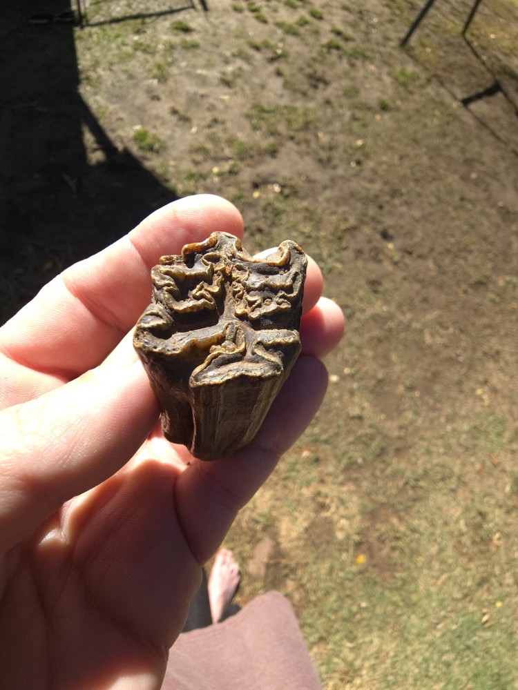 Horse Molar Tooth Fossil