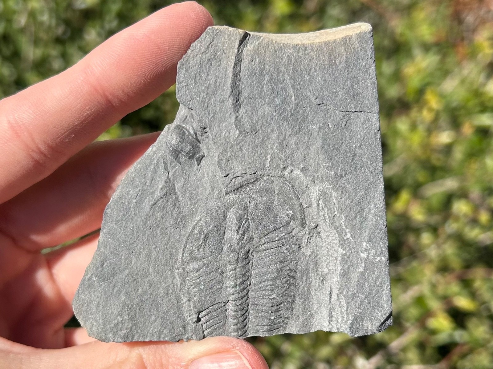 Washington Fossil Trilobite Ogygopsis Metaline Formation Cambrian Bug in Matrix