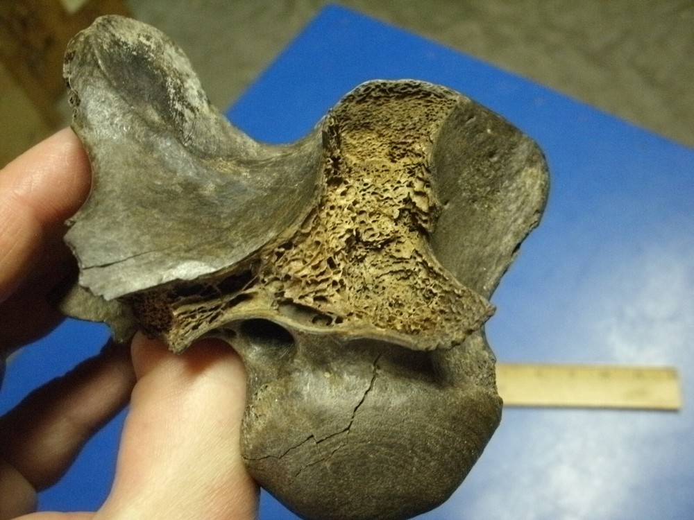 FOSSIL BISON VERTEBRA FROM KANSAS
