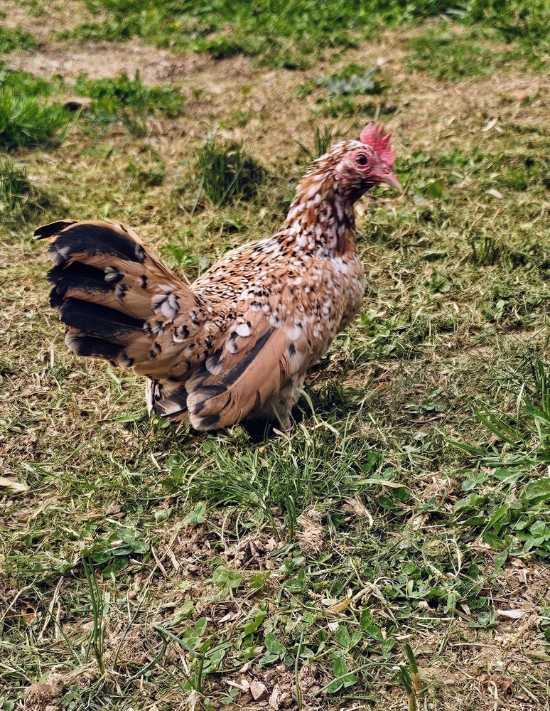 Kikiriki/Serama Mixed Hatching Eggs 12++