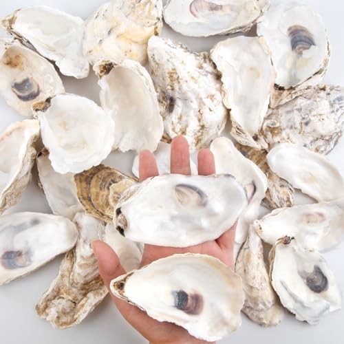 30PCS Oyster Shells Flat & Concave 4"-5" Large 30PCS 4" - 5" Flat & Concave