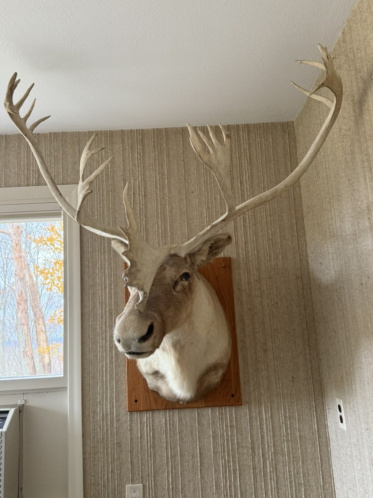 Caribou Mount