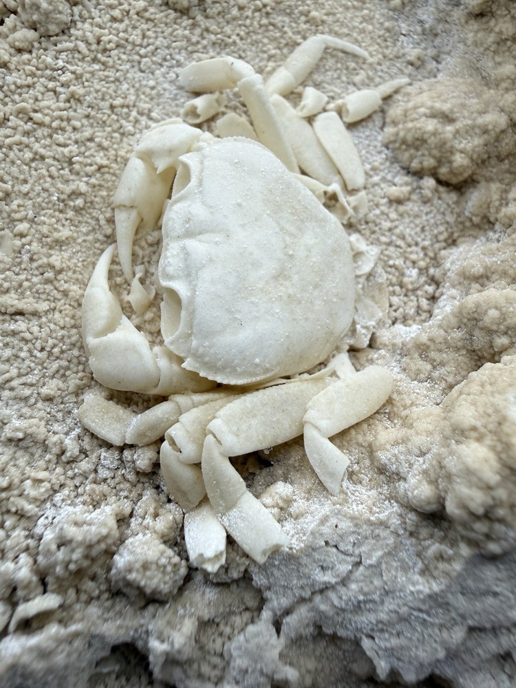 Authentic Potamon Fossil Crab Collection