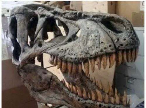 TYRANNOSAURUS REX LIFE SIZE SKULL REPLICA!