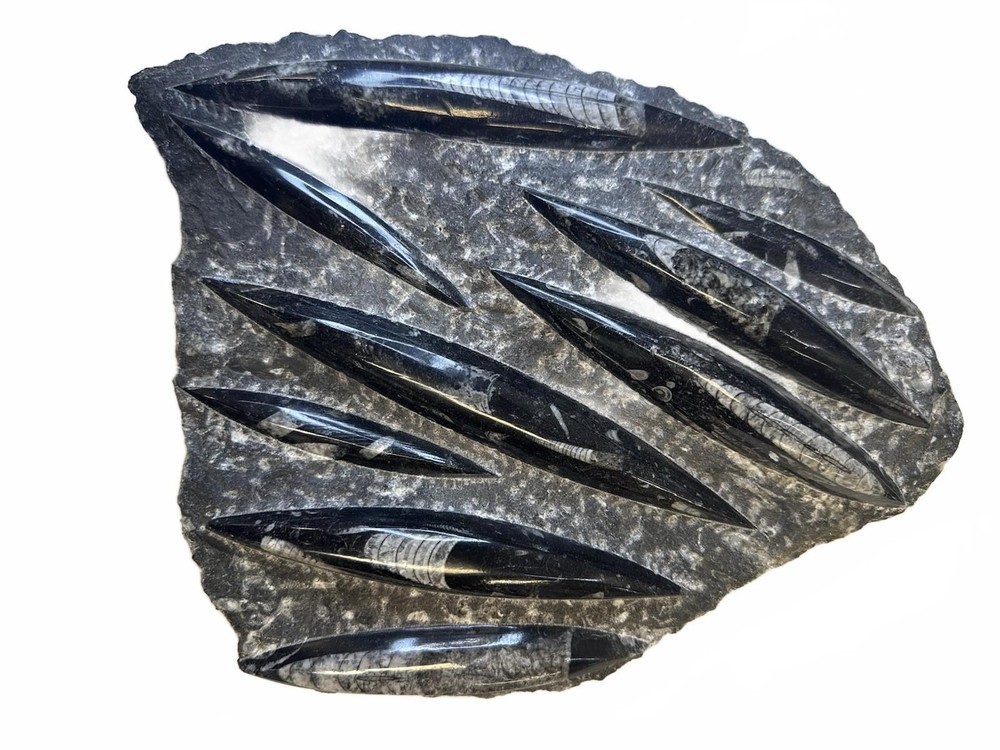 Fossilized Orthoceras Stone Slab - A Glimpse Into Ancient Seas