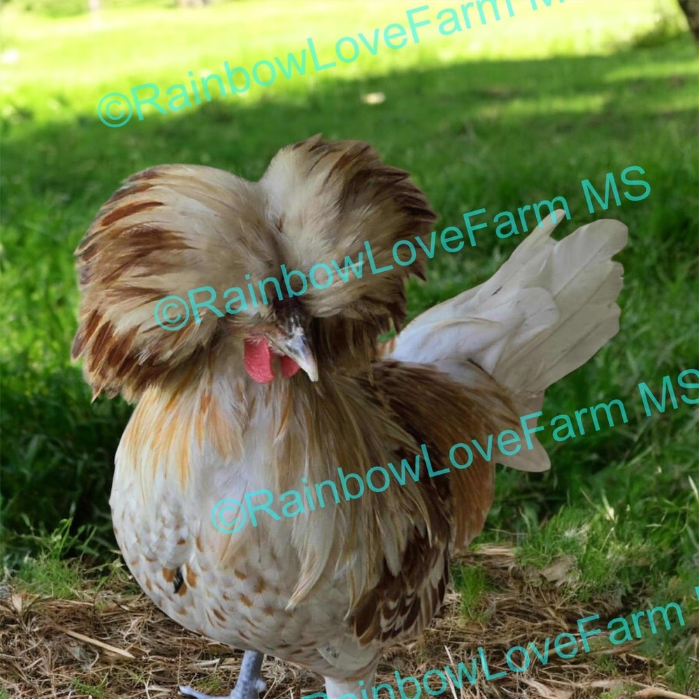 6+ Polish Chicken Hatching Fertile Eggs Assorted Buff Candy Corn Crest NPIP