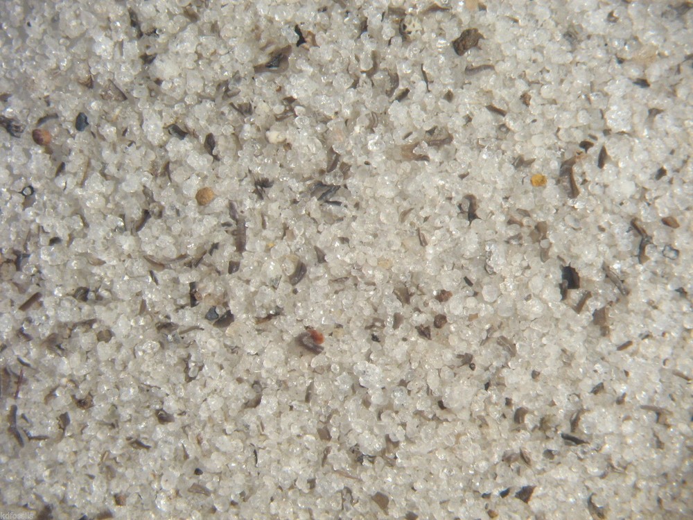 Devonian conodont rich fossil micro sample Grassy Creek Shale neat stuff