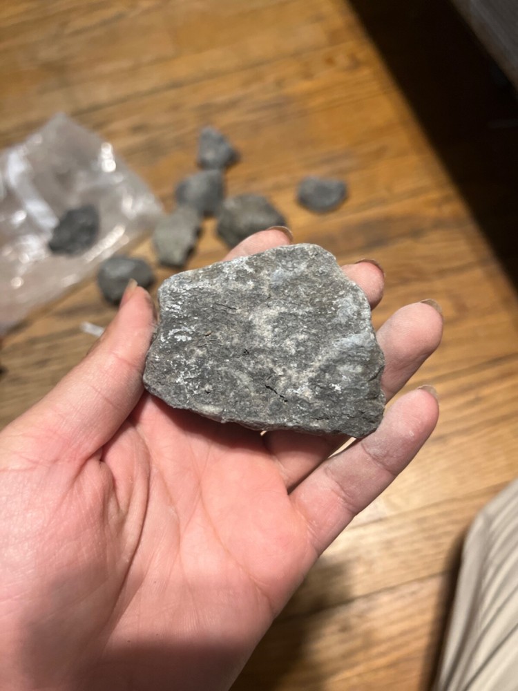 fossil rocks marine creatures