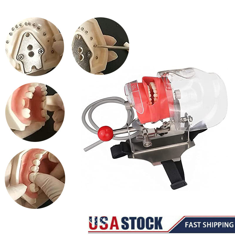 #USA Dental Simulator Mannequin Head Teeth Model Teaching Practicing Head Mold