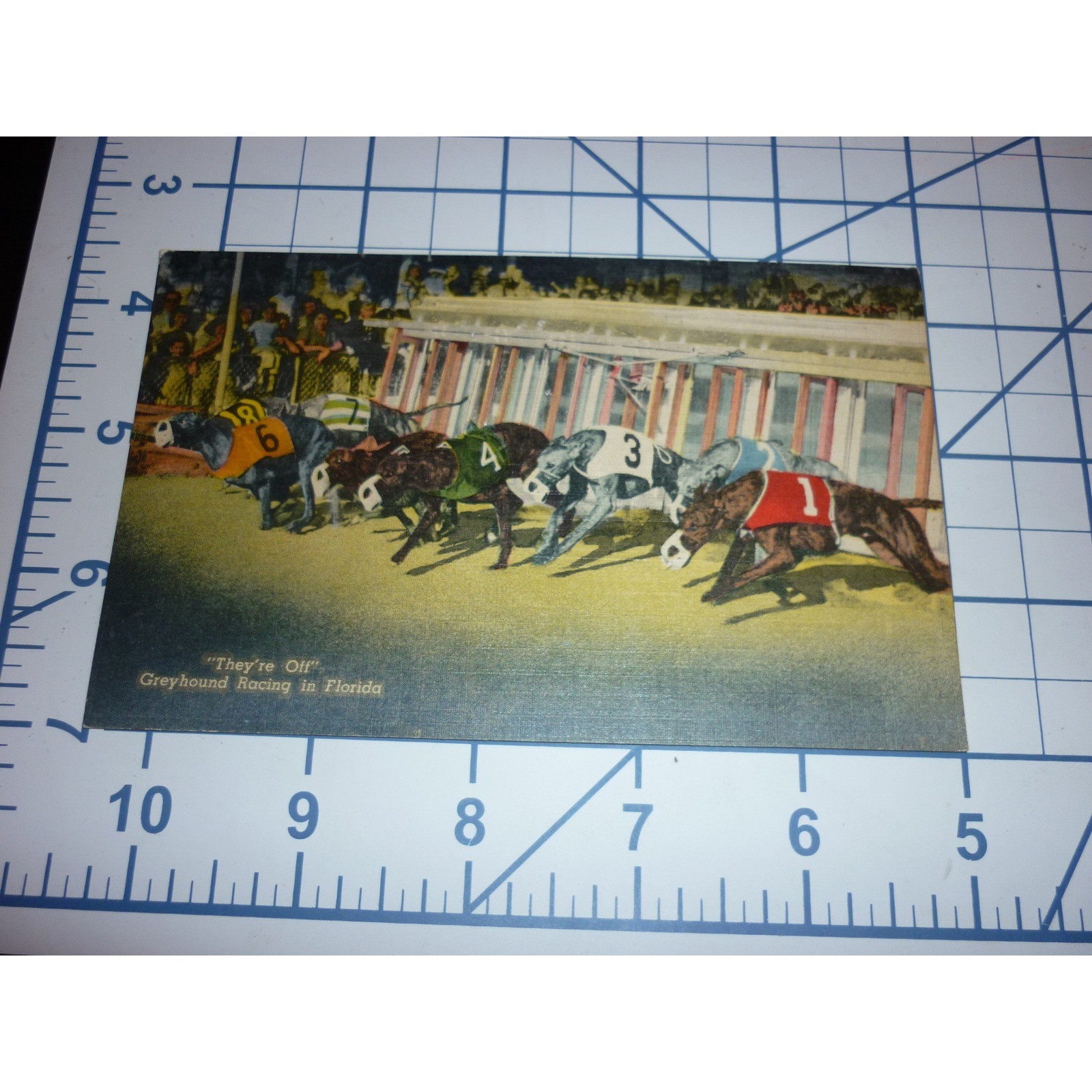 Vintage Greyhound Racing Florida Linen Postcard They're Off Curt Teich 229 F