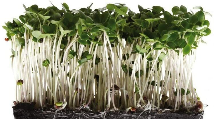 Broccoli Seeds for Sprouting Microgreens "COOL BEANS n SPROUTS"