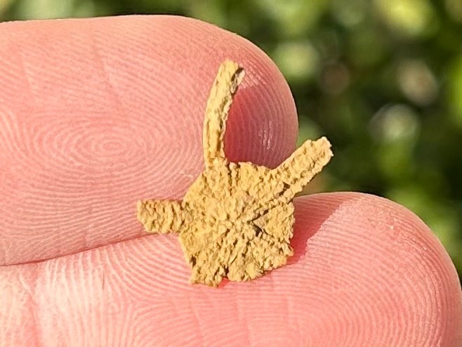 Fossil Starfish Ophiura graysonensis Brittle Star Texas Cretaceous Pawpaw Fm