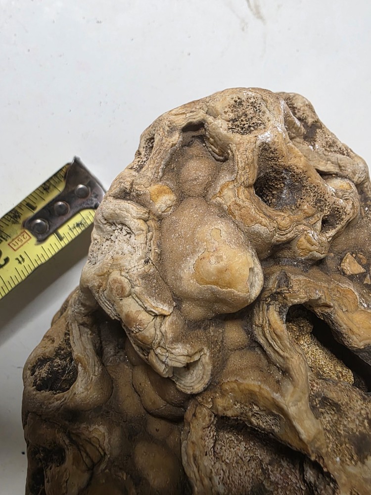 Large 9" Sea Life Fossil