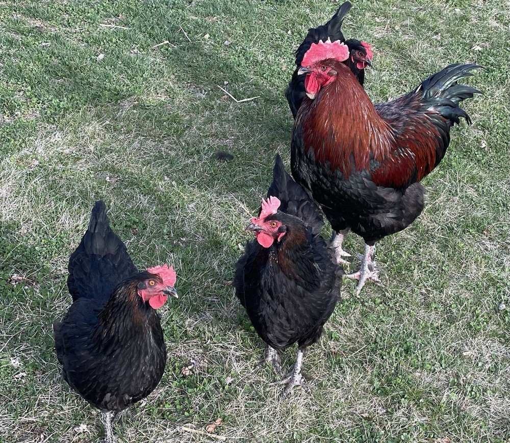6 Black copper Marans hatching eggs