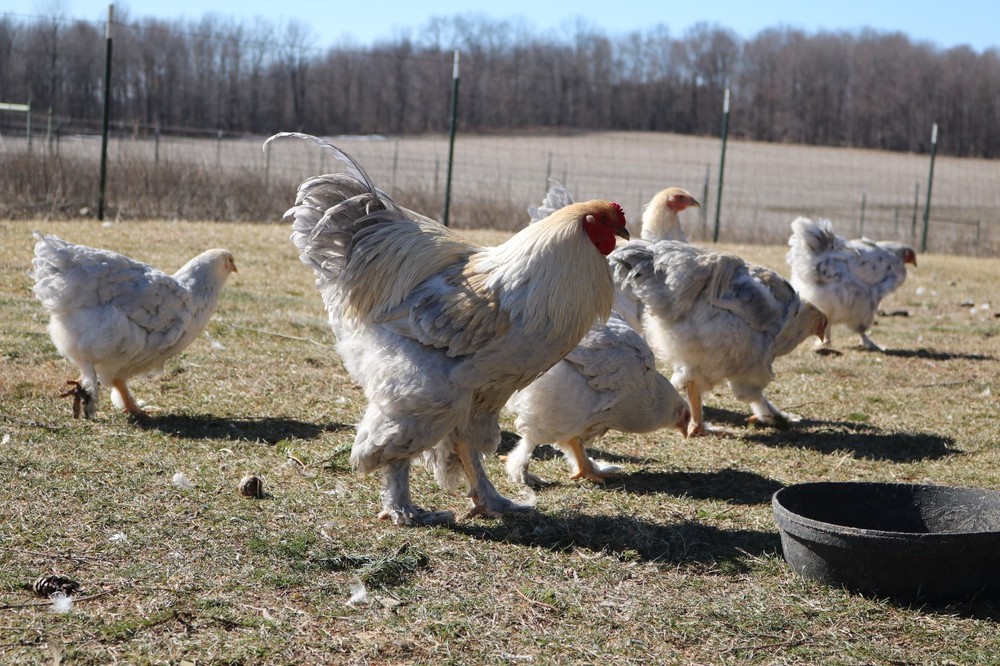 12+ Isabel Large Breed Brahma Hatching Eggs