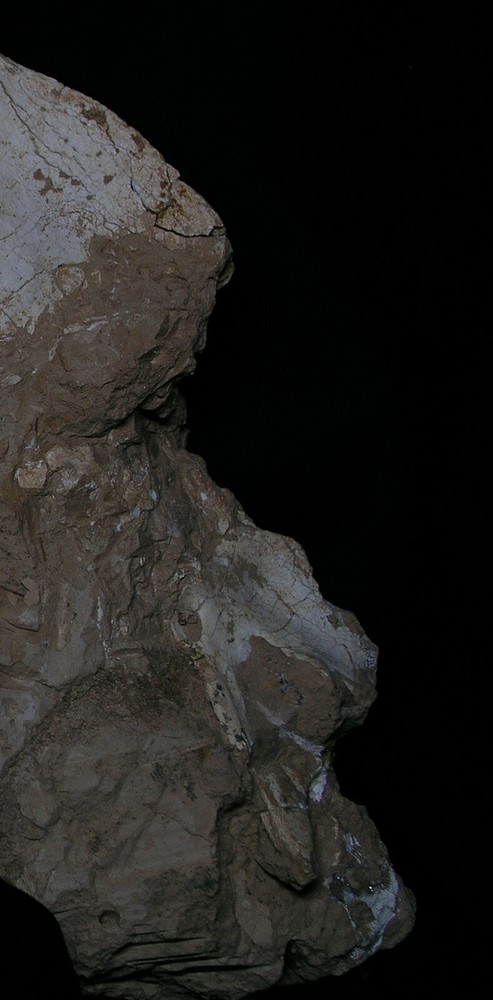 Original Saber-Toothed skull with bones