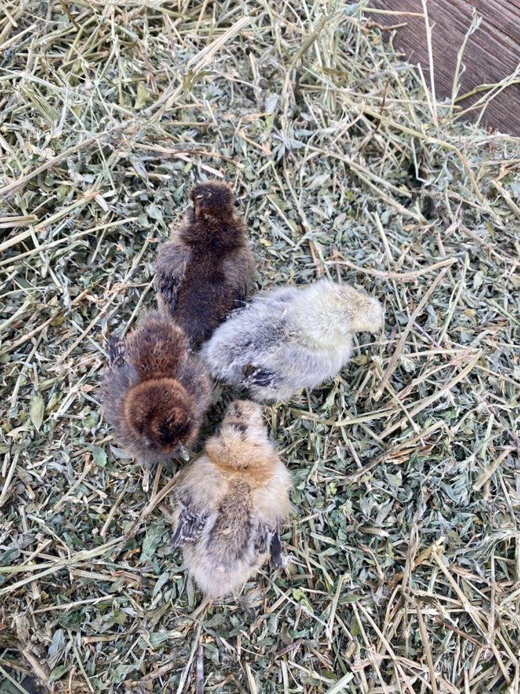 12 Purebred Bearded Silkie Hatching Eggs