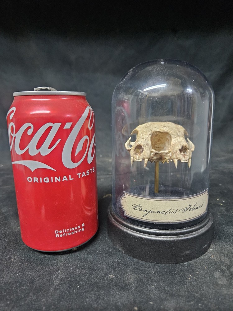 Conjoined Skull Display. Museum Quality, SIDESHOW GAFF, ODDITY, Deformed, Odd
